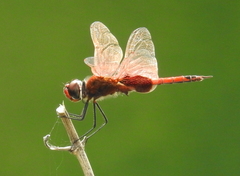 Tramea stenoloba