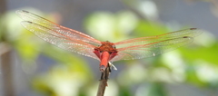 Tramea stenoloba