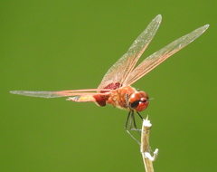 Tramea stenoloba