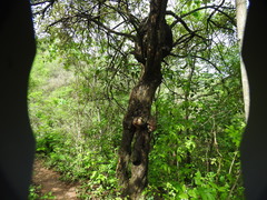 Vitex mollis
