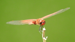 Tramea stenoloba