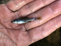 Pteronotropis hypselopterus