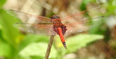 Tramea stenoloba