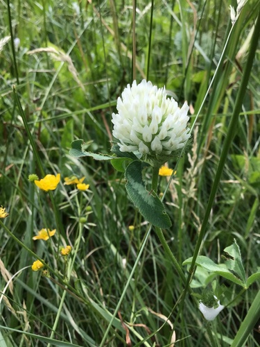 Raudonasis dobilas nuotrauka