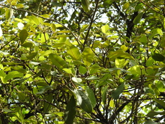 Vitex mollis