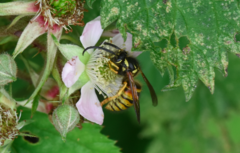 Dolichovespula norwegica