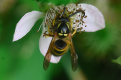 Dolichovespula norwegica