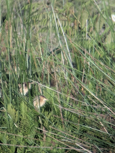 Black-backed Bittern (Botaurus dubius), photo 4