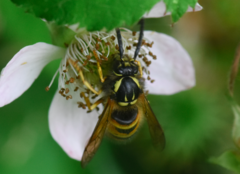 Dolichovespula norwegica