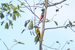 Grey-Chinned Minivet photo 2