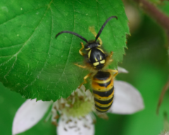 Dolichovespula norwegica