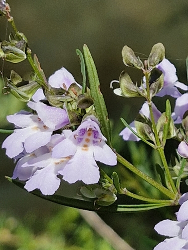 Prostanthera linearis R.Br.