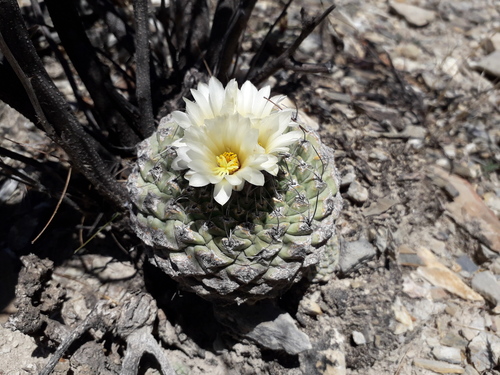 Strombocactus disciformis