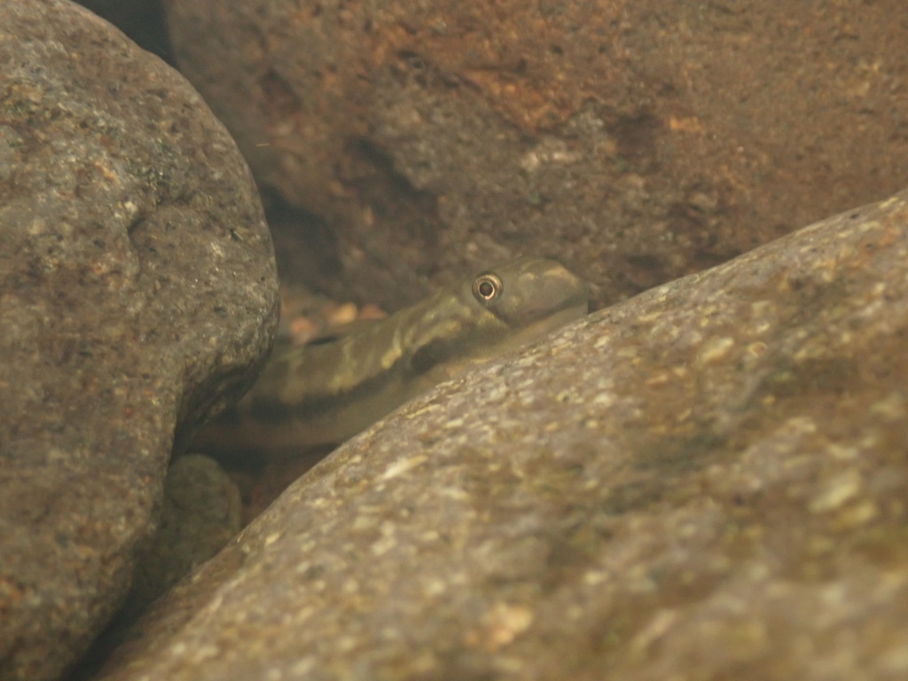 Ocellated Cling Goby