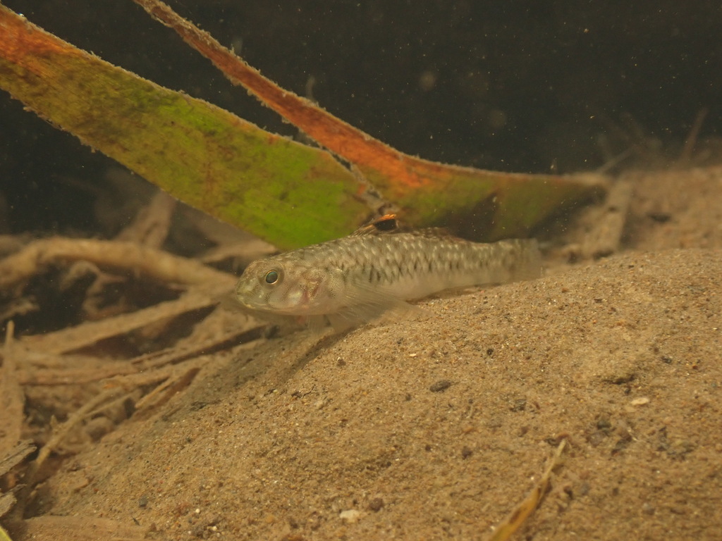 Roemer's Goby