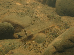 Chinstripe Goby photo 2