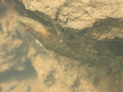 Ambon Gudgeon photo 4