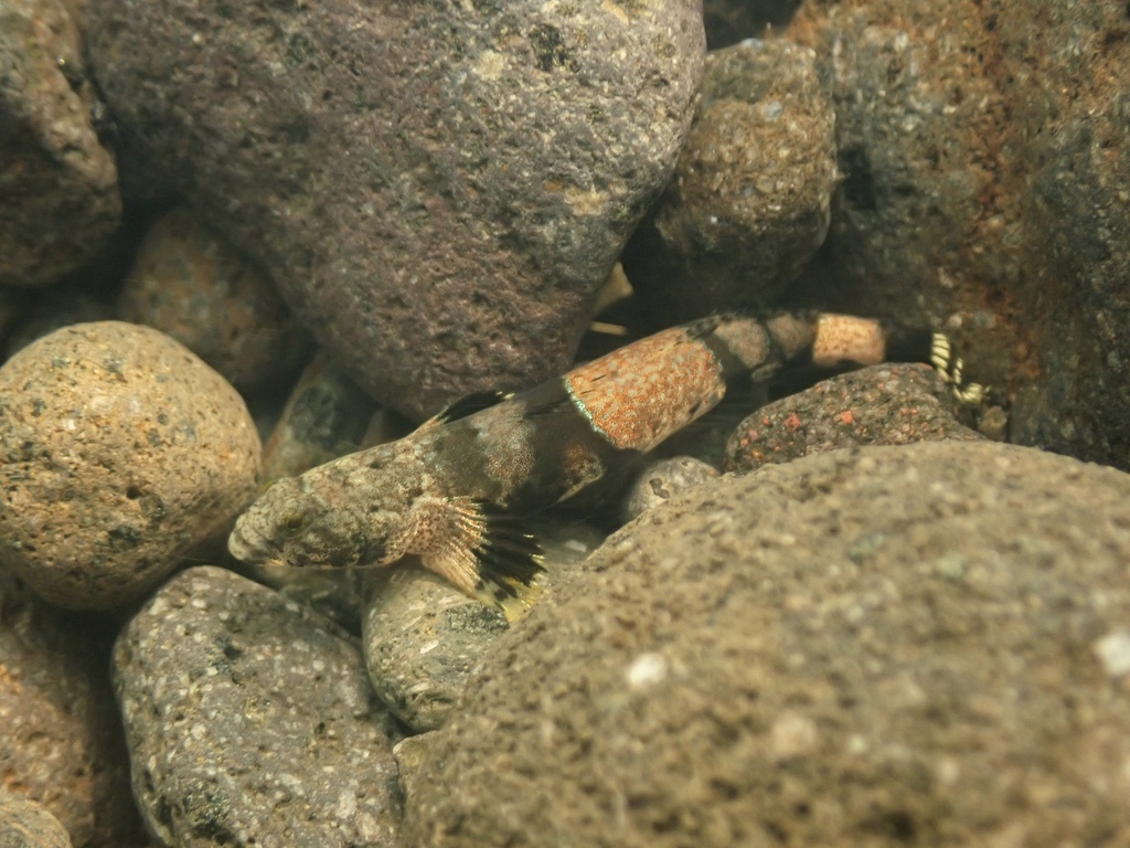 Schismatogobius risdawatiae (Schismatogobius risdawatiae)