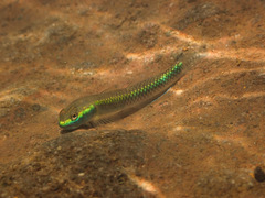Cobalt Blue Dwarf Goby photo 2