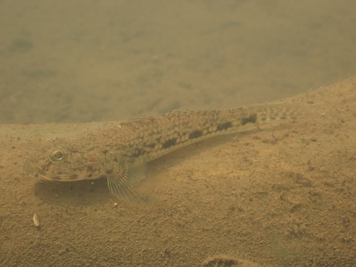 Celebes flathead goby (Glossogobius celebius) — Gobiidae — 5