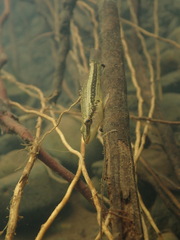 Ambon Gudgeon photo 2