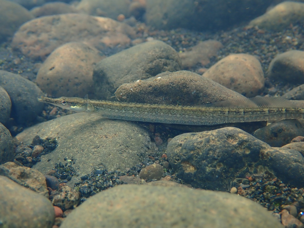 Barhead Pipefish (Microphis leiaspis)