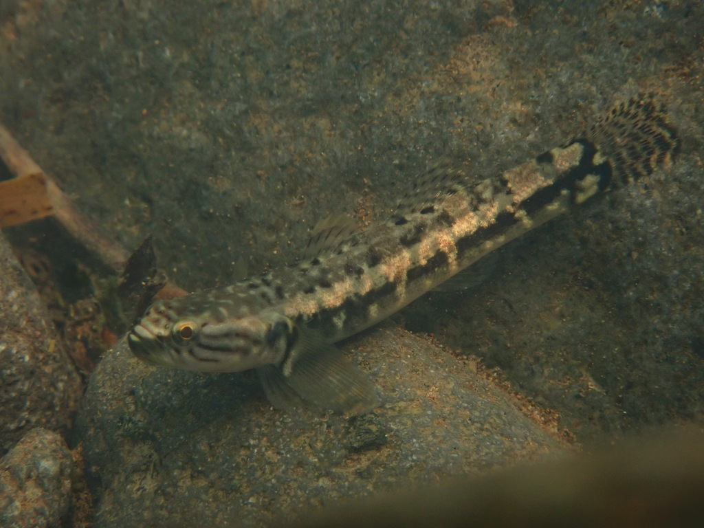 Throatspine gudgeon (Belobranchus belobranchus) — Eleotridae