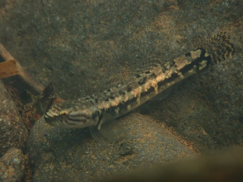 Throatspine gudgeon (Belobranchus belobranchus) — Eleotridae