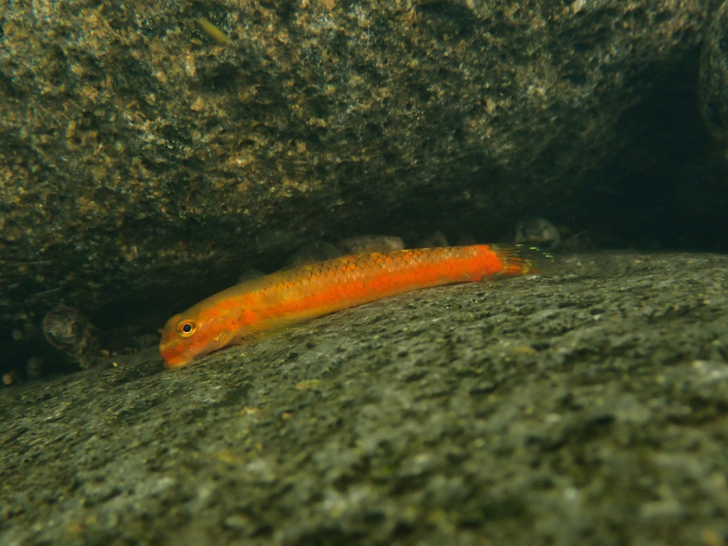Stiphodon atropurpureus (Stiphodon atropurpureus)