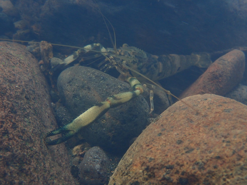 Jaro river prawn (Macrobrachium jaroense)