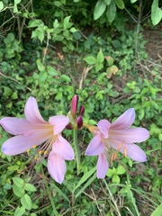 Lycoris squamigera