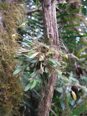 Specklinia curtisii