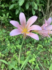 Lycoris squamigera