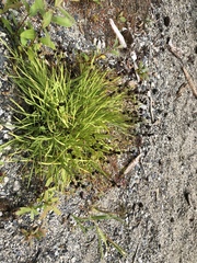 Juncus covillei