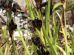 Juncus covillei