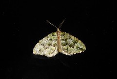 Asaphodes beata