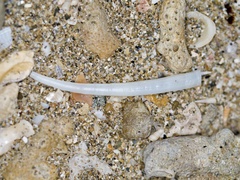 Dentalium elephantinum