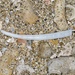 Dentalium elephantinum