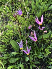 Primula tetrandra