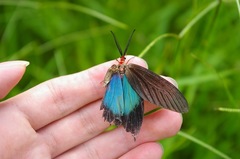 Histia flabellicornis