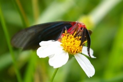 Histia flabellicornis