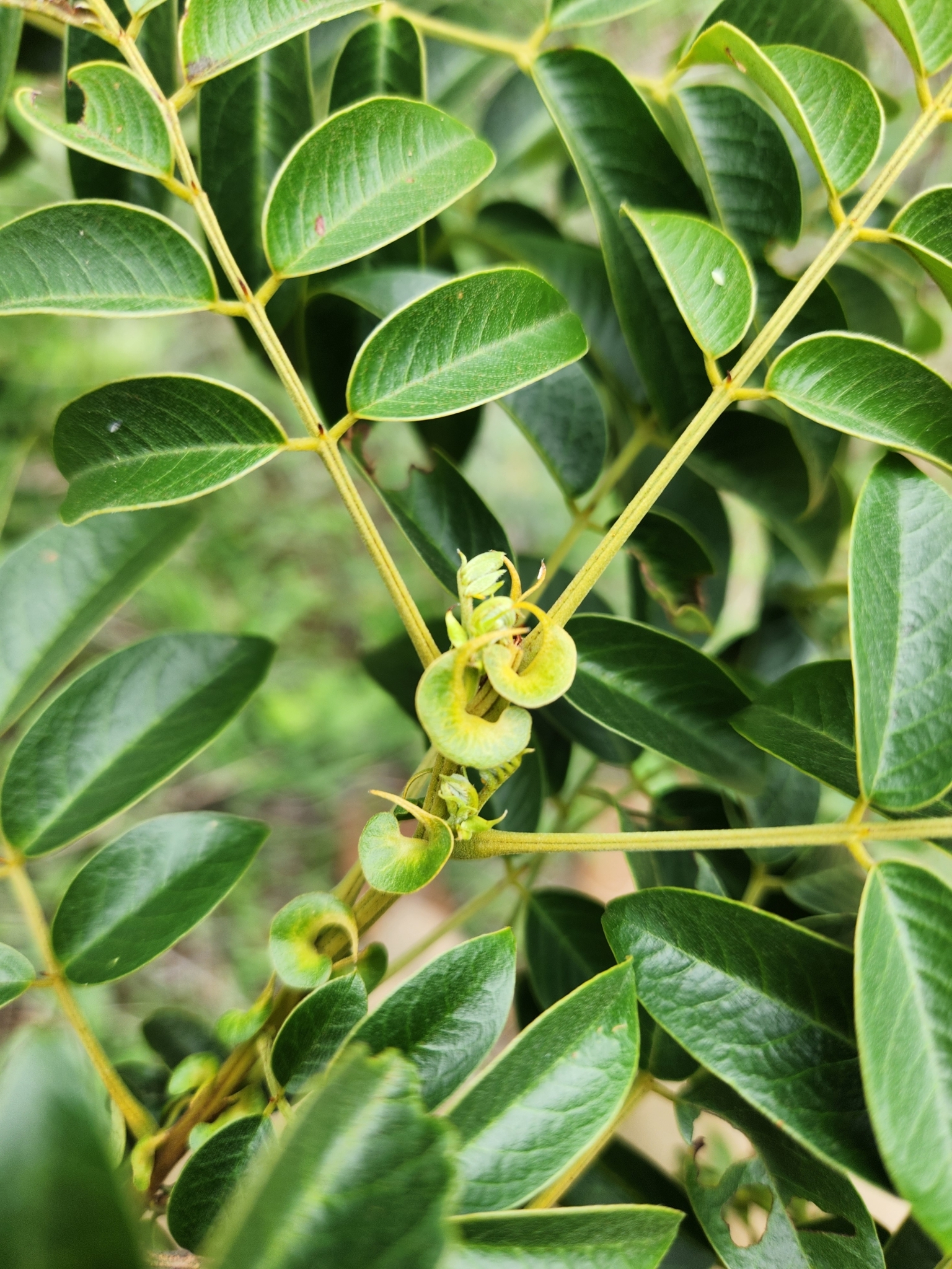 Senna petersiana