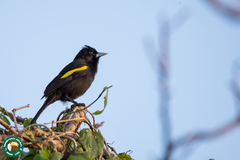 Cacicus chrysopterus
