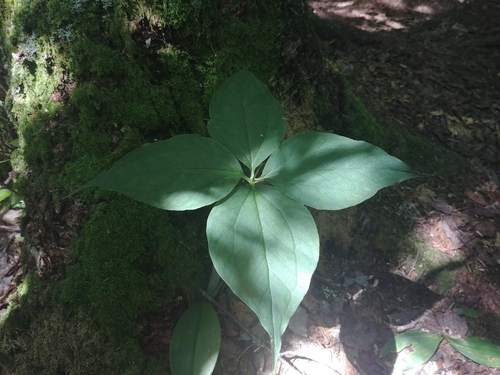 Ethan Pond Trail