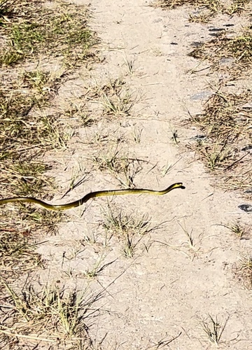 Common Tree Snake sighting