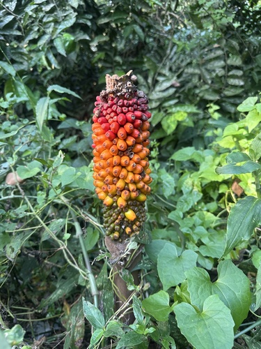 Amorphophallus paeoniifolius