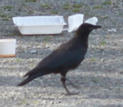 Corvus brachyrhynchos
