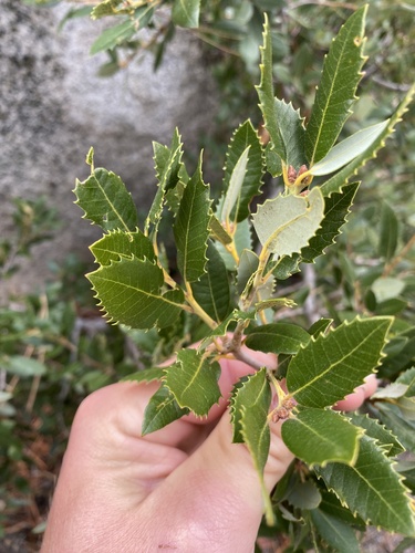 Quercus chrysolepis × vacciniifolia