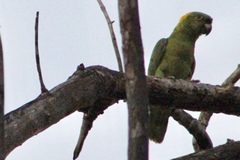 Amazona auropalliata