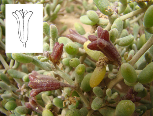 Tetraena gaetula